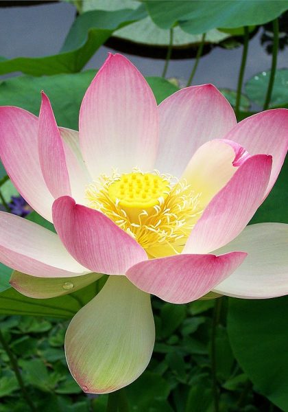 Sacred_lotus_Nelumbo_nucifera Sacred_lotus_Nelumbo_nucifera